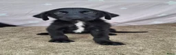 Mixed Breed dogs for sale: Flatcoated retriever x border collie puppies - Advert 16