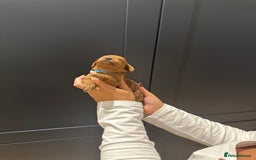 Miniature Poodle dogs for sale: Red Miniature Poodles  - Image 17