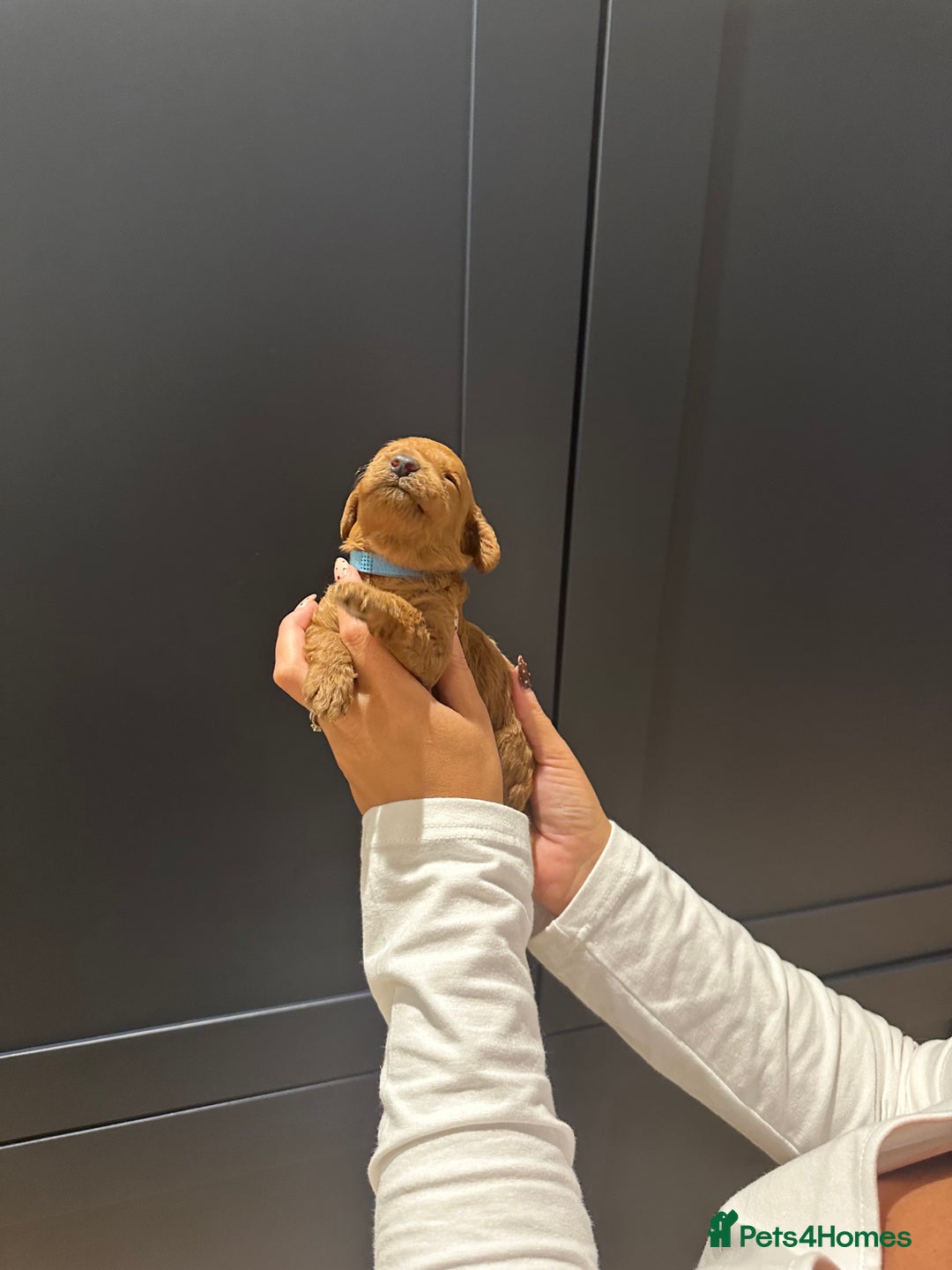 Miniature Poodle dogs for sale: Red Miniature Poodles  - Image 17