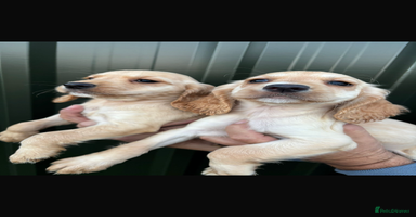 Cocker Spaniel dogs - Advert 16