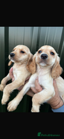 Cocker Spaniel dogs - Advert 15