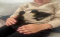Ducks poultry for sale: Cayuga ducklings - Image 3