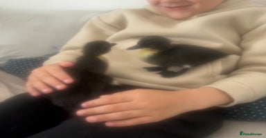 Ducks poultry - Advert 10