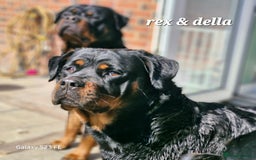 Rottweiler dogs for sale: (KC) REX & DELLAS FINAL LITTER OF QUALITY PUPS - Image 12