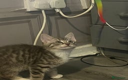 Mixed Breed cats for sale: Kittens for sale  - Image 2