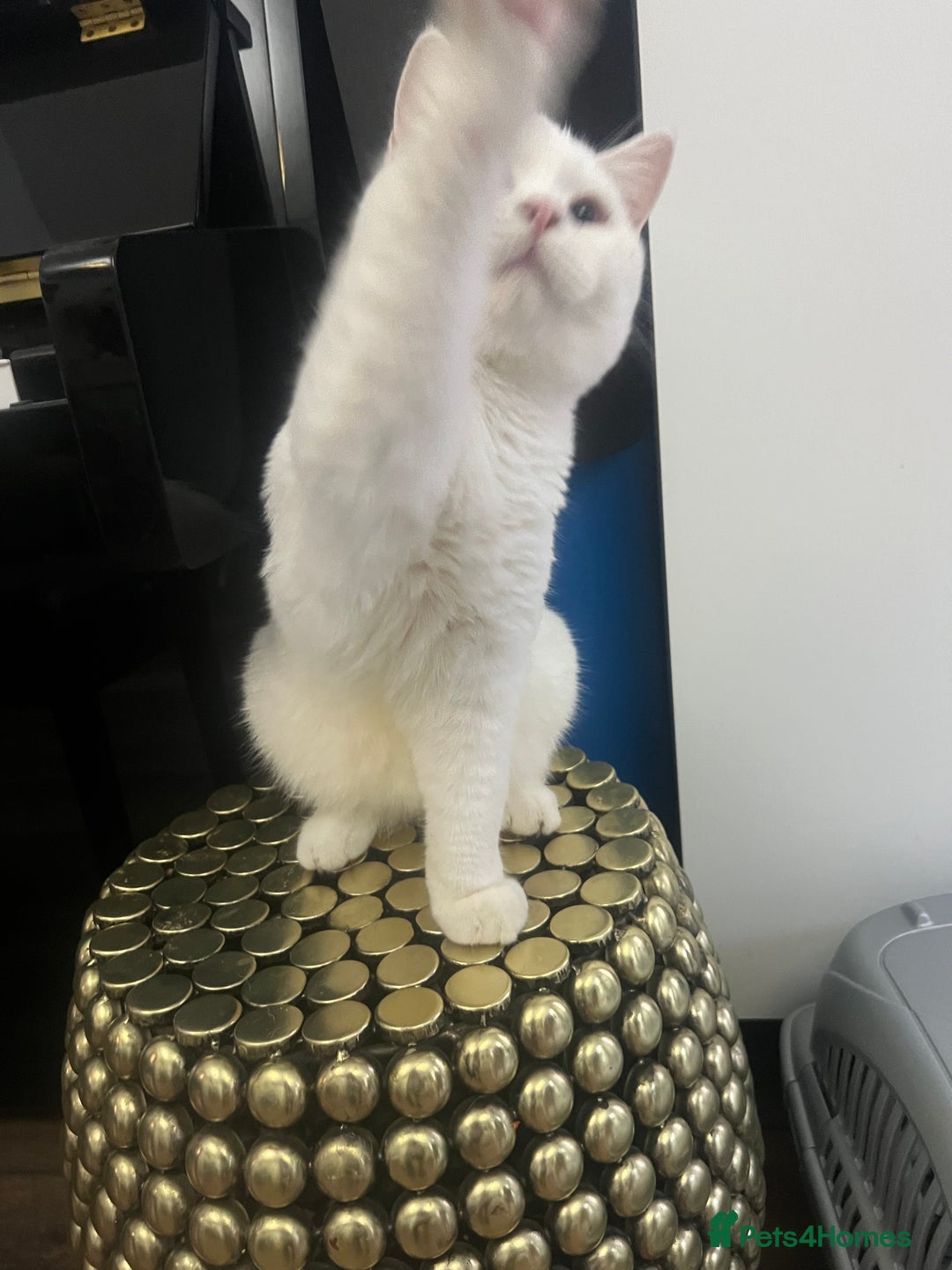 Brazilian Shorthair cats for sale: Last 2 BSH BOYS GCCF registered !!! - Image 11