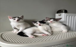 Domestic Shorthair cats for sale: 3 kittens kittens  - Image 7