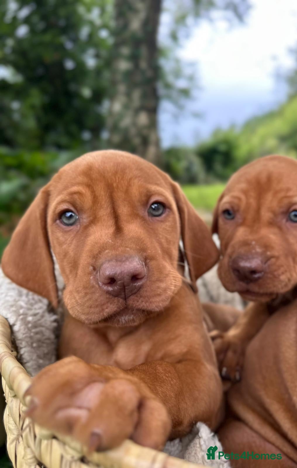 Hungarian Vizsla dogs 🐶Adorable KC Hungarian Vizsla Puppies 💗🩵 - Advert 1