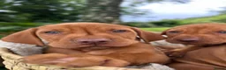 Hungarian Vizsla dogs for sale: 🐶Adorable KC Hungarian Vizsla Puppies 💗🩵 - Advert 6