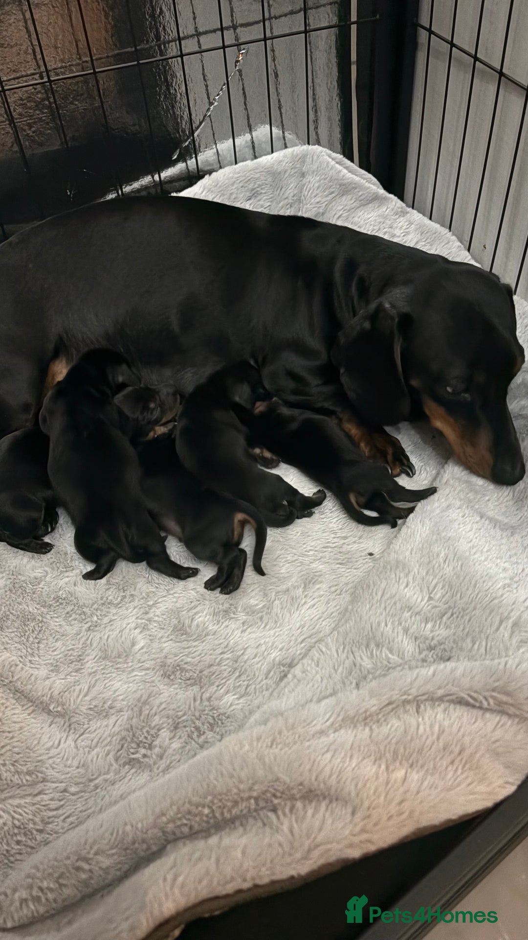 Miniature Dachshund dogs for sale: miniature Dachshund  - Advert 2