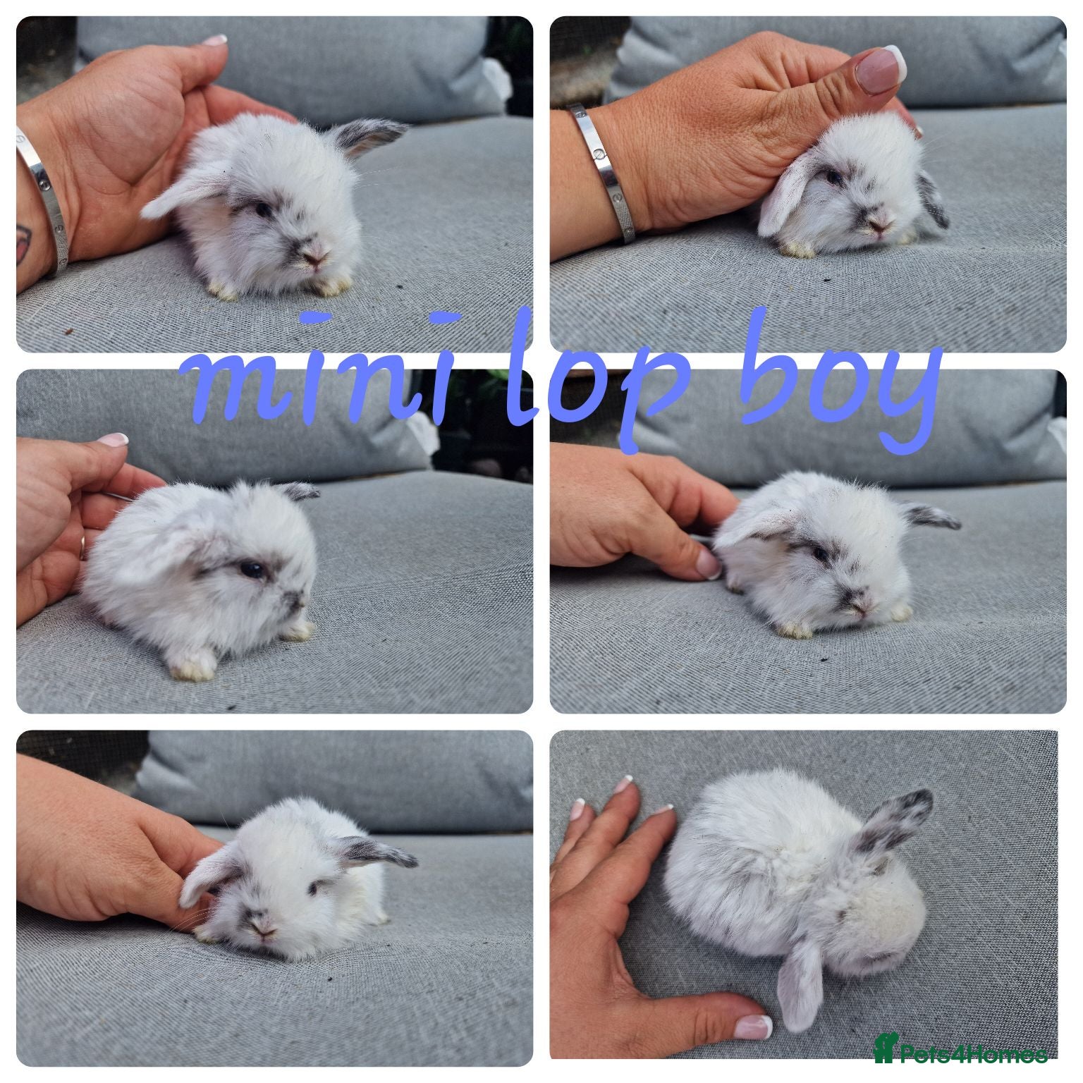Mini Lop rabbits Mini lops , lionheads , netherland dwarf  - Advert 11