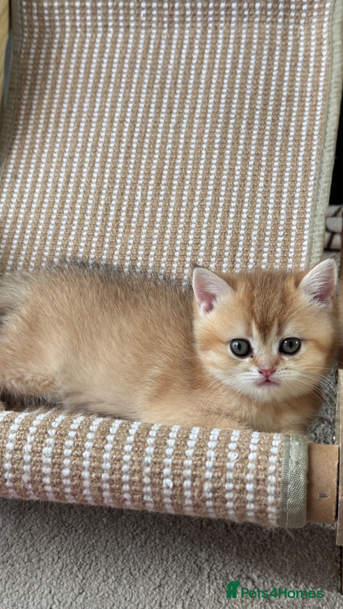 British Shorthair cats for sale: ADORABLE GCCF BSH CHOCOLATE GOLD KITTENS  - Advert 18