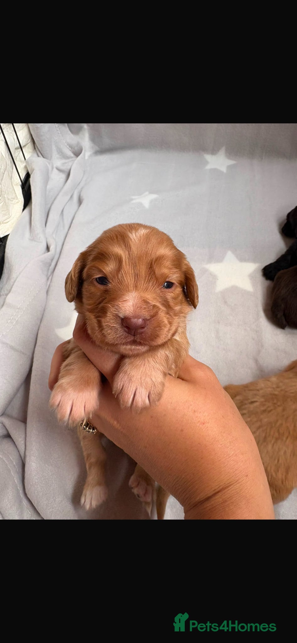 Cocker Spaniel dogs for sale: Beautiful working cocker spaniels  - Advert 9