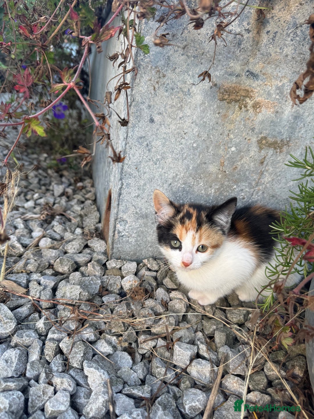 Mixed Breed cats for sale: Gorgeous kittens for Sale - Image 9