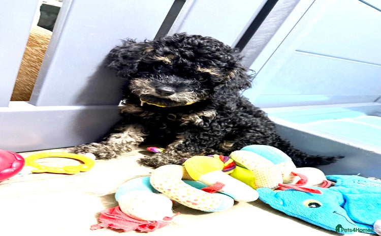 Cavapoo dogs - Advert 1