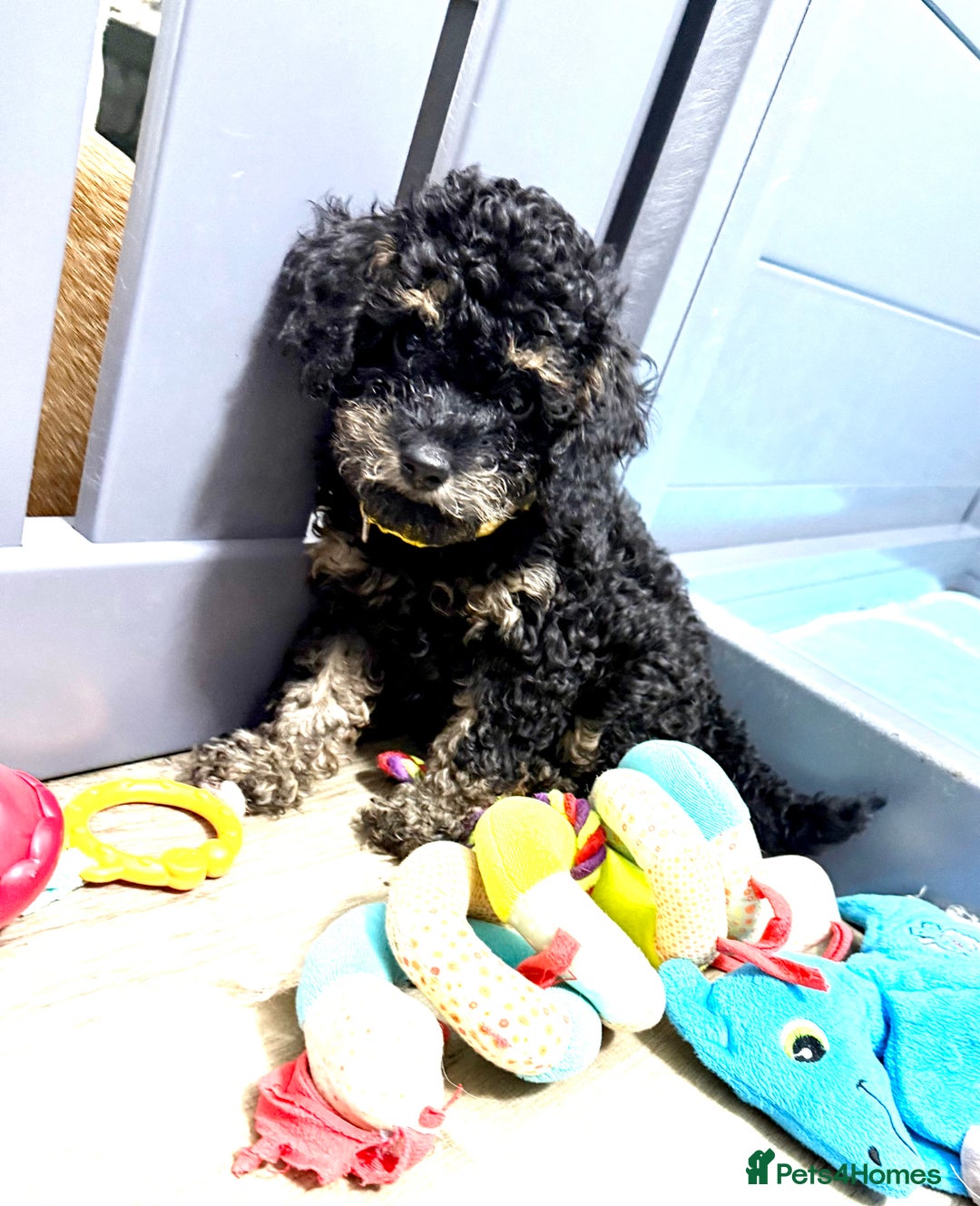 Cavapoo dogs for sale: READY NOW! Adorable Phantom F1b Cavapoo puppies  - Image 2
