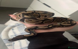 Python Snake reptiles for sale: Royal Python with tank - Image 5