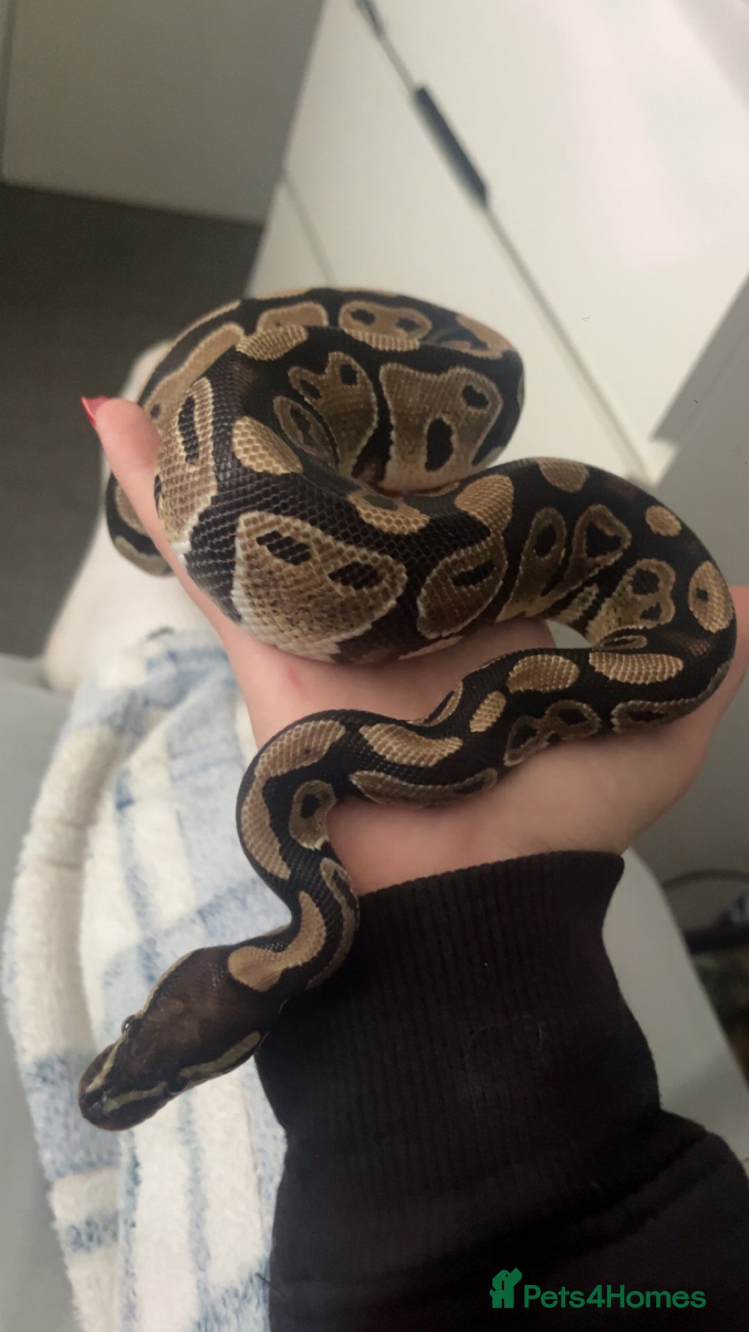 Python Snake reptiles for sale: Royal Python with tank - Image 5