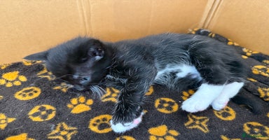 Mixed Breed cats - Advert 4