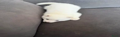 Siberian Husky 6