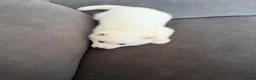 Siberian Husky dogs for sale: Siberian husky puppies - Advert 32