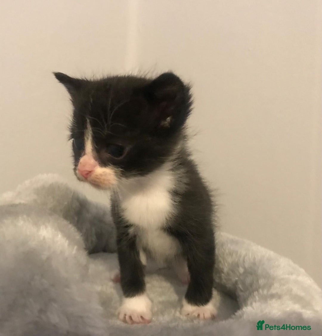 Mixed Breed cats for sale: Adorable half rag doll kittens  - Advert 25