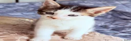Domestic Shorthair cats for sale: Stunning British Tabby Kittens – Ready April 4th - Advert 22