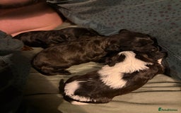 Cavapoo dogs for sale: Cavapoo (Cavalier Backcross) Puppies - Image 25