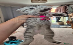 Scottish Fold cats for sale: RARE - Scottish Fold x Maine Coon Kittens!! - Image 4