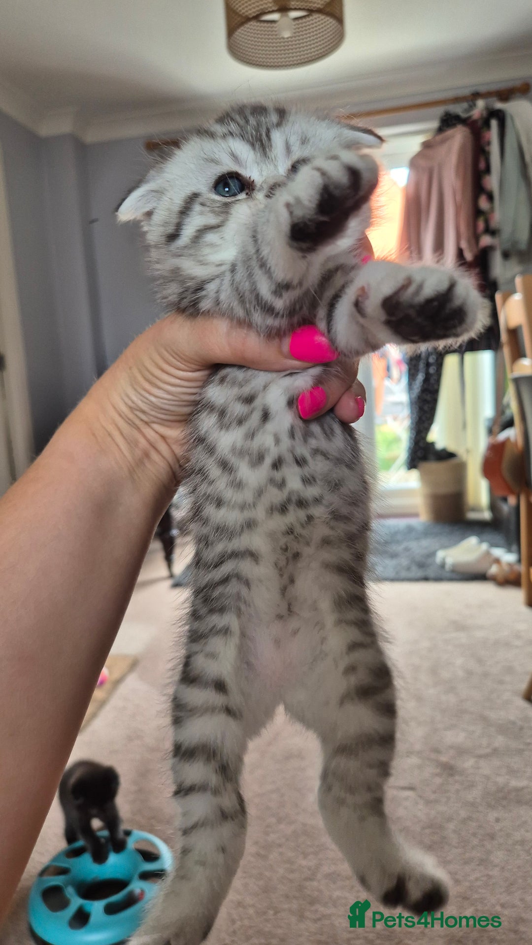 Scottish Fold cats for sale: RARE - Scottish Fold x Maine Coon Kittens!! - Image 4