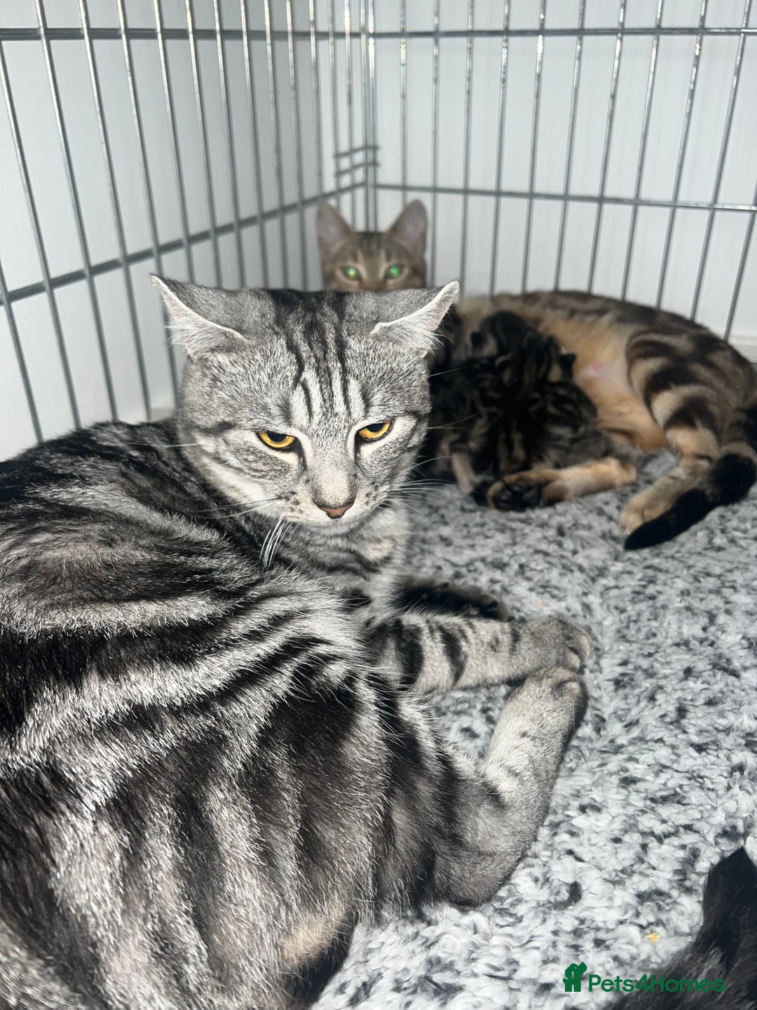 Bengal cats for sale: Bengal  kittens - Image 7