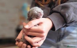 Russian Blue cats for sale: Pure Russian Blue kittens for sale  - Image 8