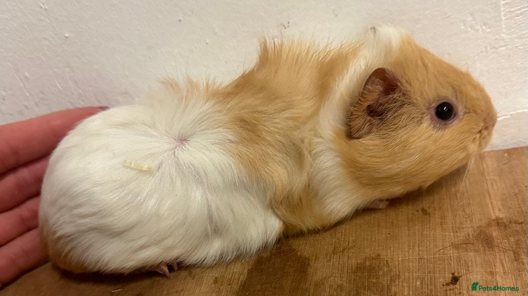 Guinea Pig rodents for sale: Baby guineas, boys and girls available  - Advert 7