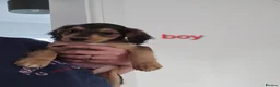Mixed Breed dogs for sale: Mixed breed puppies for sale - Advert 4