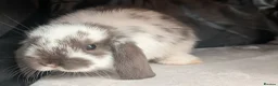 Mini Lop rabbits for sale: Beautiful litter of Mini lop bunnies  - Advert 18