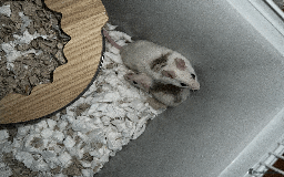 Mouse rodents for sale: mice for sale  - Image 3