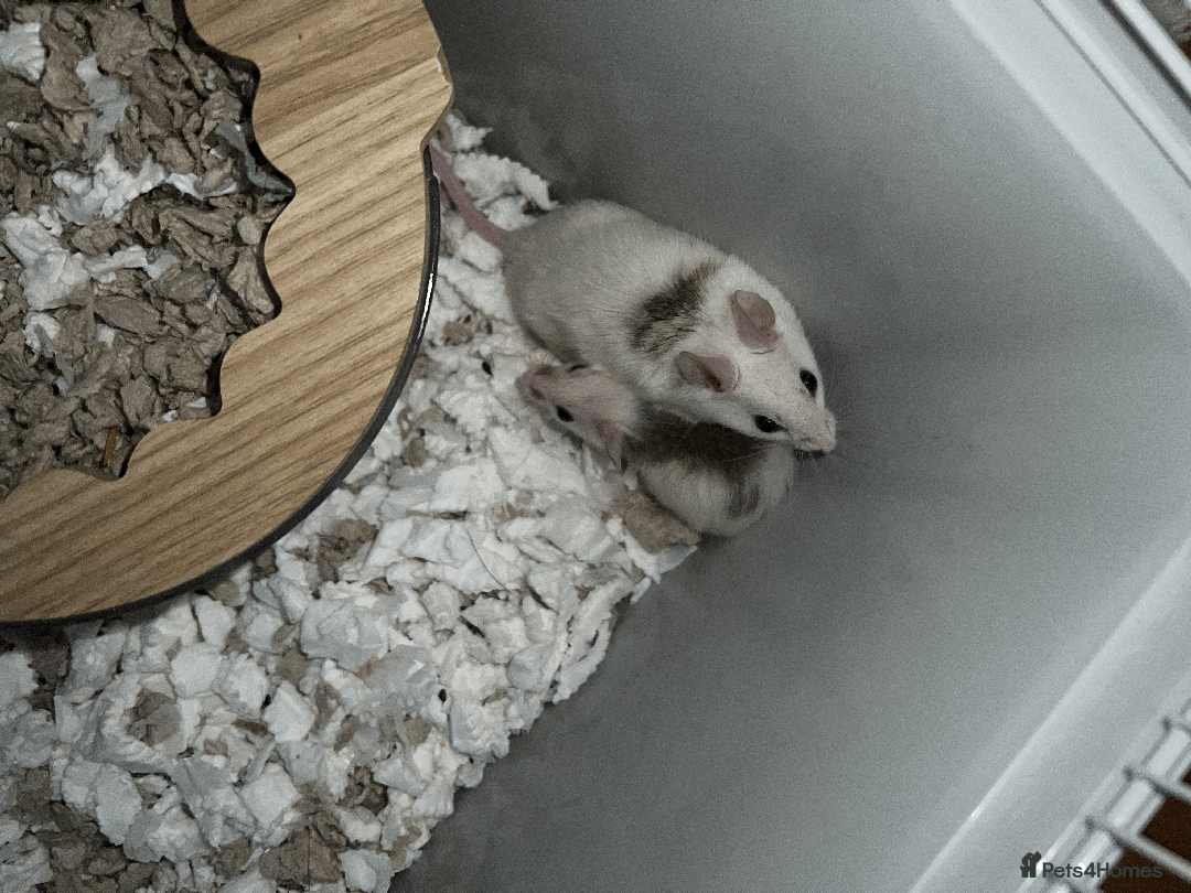 Mouse rodents for sale: mice for sale  - Image 3