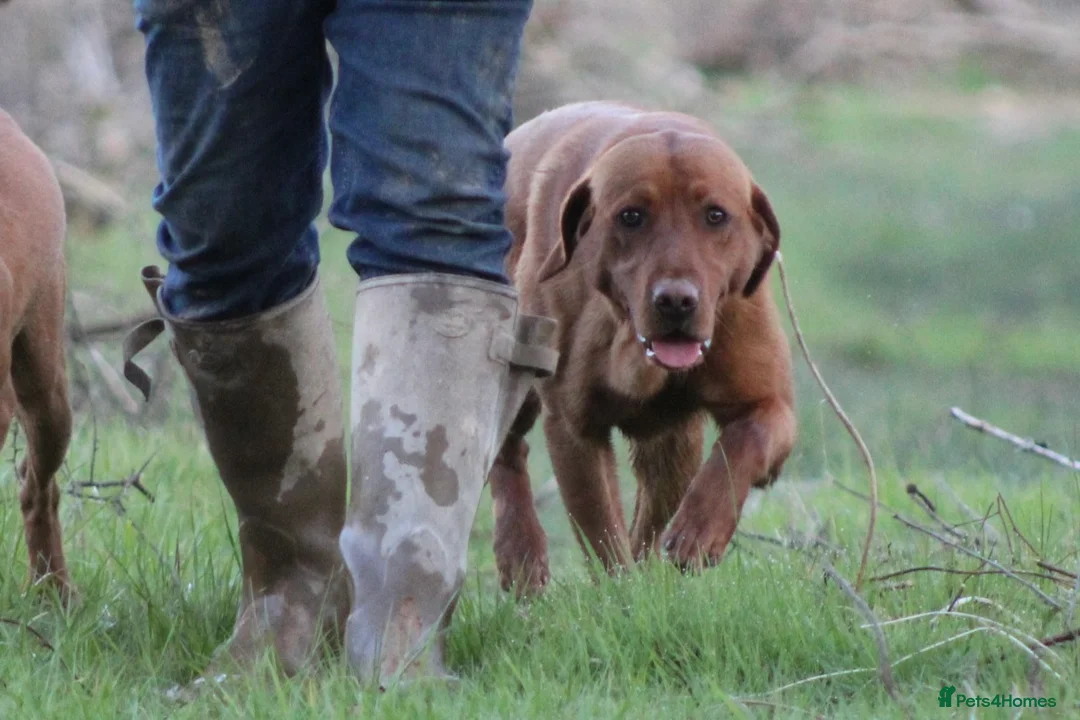 Labrador Retriever dogs for stud: Extensively Health Tested Fox Red Labrador Stud in Totnes - Advert 3