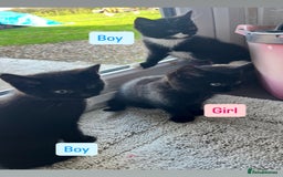 Mixed Breed cats for sale: Kittens for sale  - Advert 2