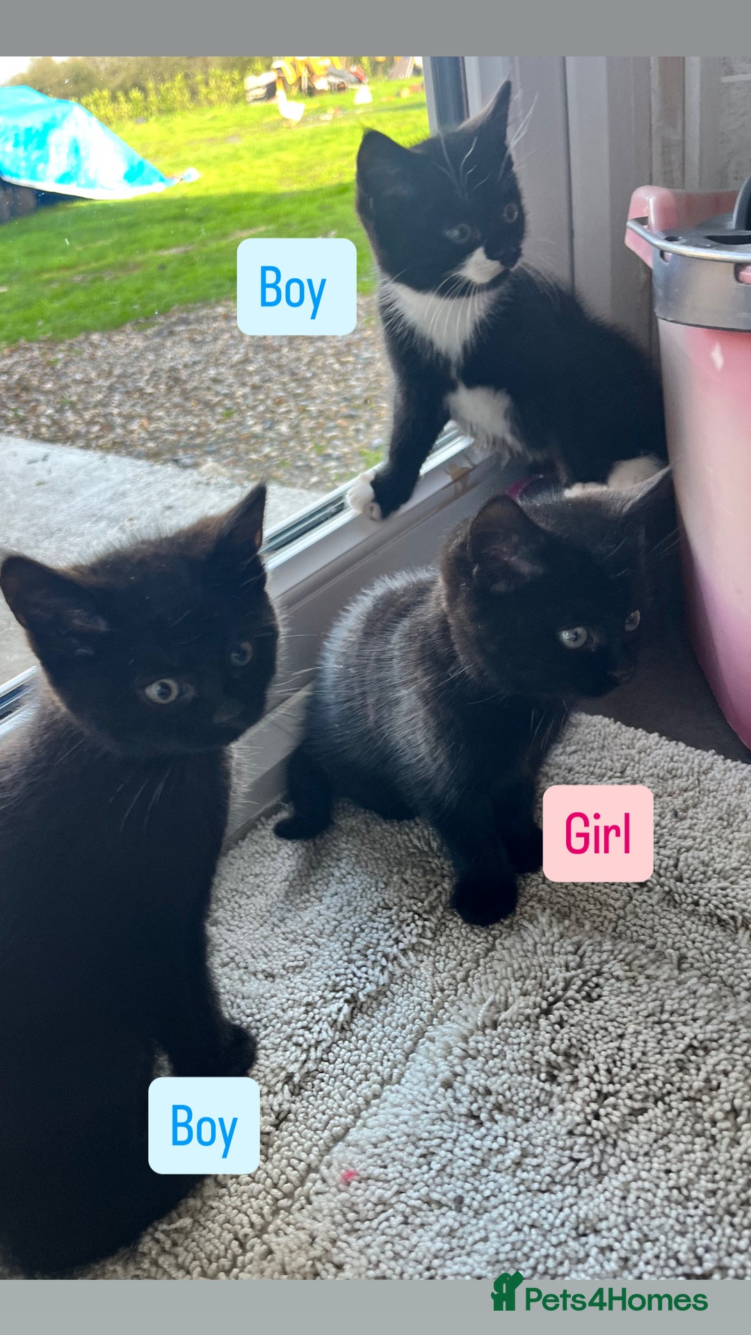 Mixed Breed cats for sale: Kittens for sale  - Advert 2