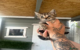 Mixed Breed cats for sale: 2 beautiful kittens  - Image 2