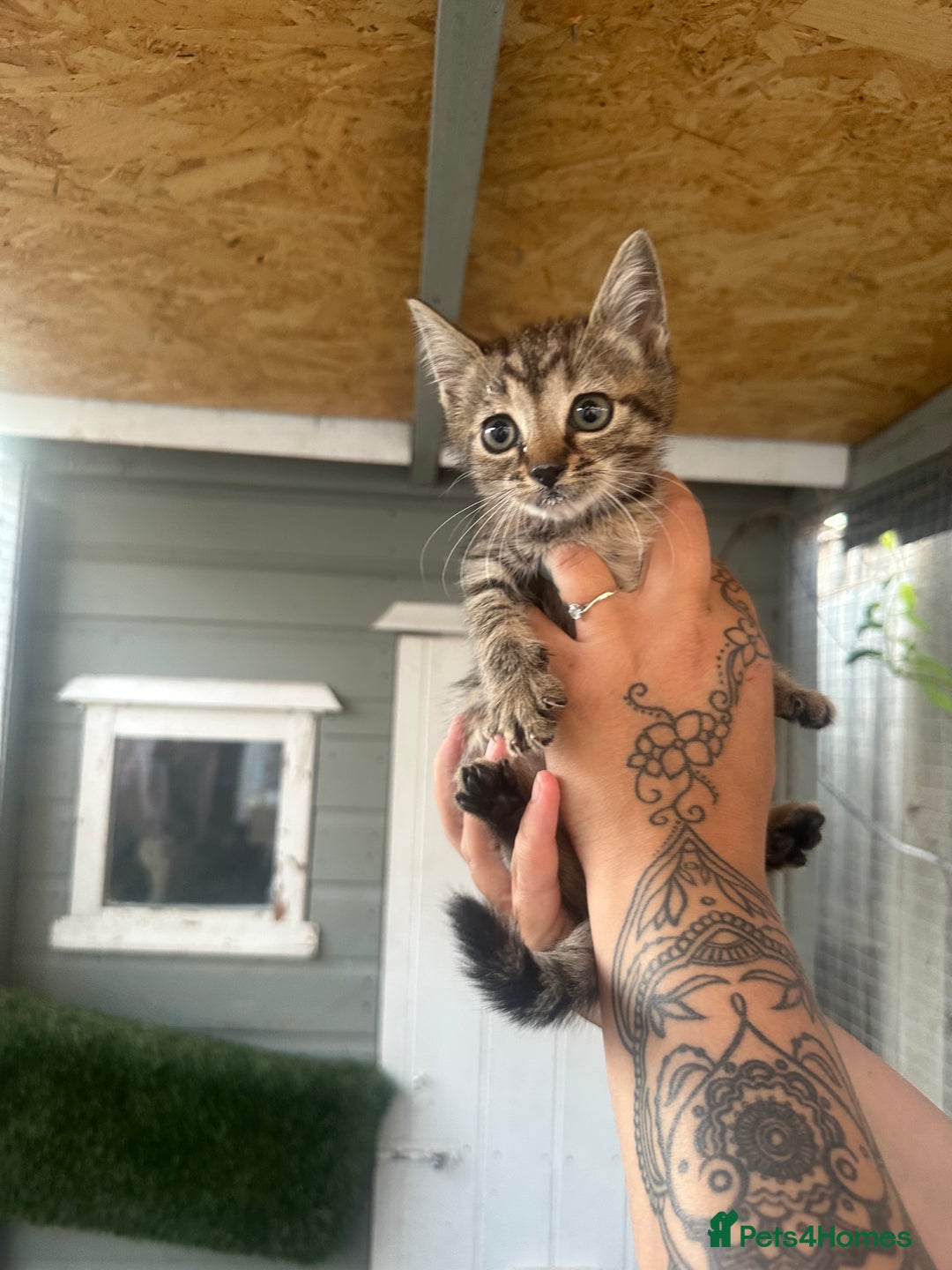 Mixed Breed cats for sale: 2 beautiful kittens  - Image 2