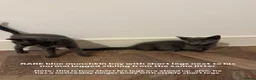 Munchkin cats for sale: REDUCED BLUE MINUET MUNCHKIN BOY -SUPER SHORT LEGS - Advert 1