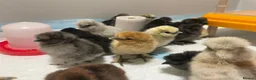 Chickens poultry for sale: 6 x Silkie Bantam Hatching Eggs - Advert 4