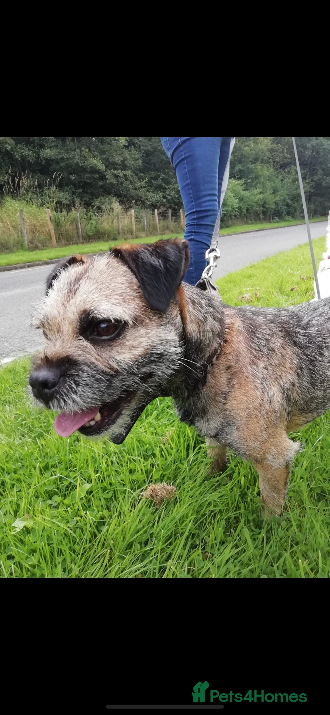Border Terrier dogs for stud: Kc Border terrier for stud proven in Rochdale - Advert 7