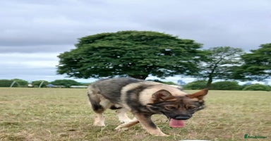 German Shepherd dogs in Birmingham - Advert 6