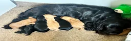 Cocker Spaniel dogs for sale: Gamekeeper bred working Cocker Spaniels - Advert 2