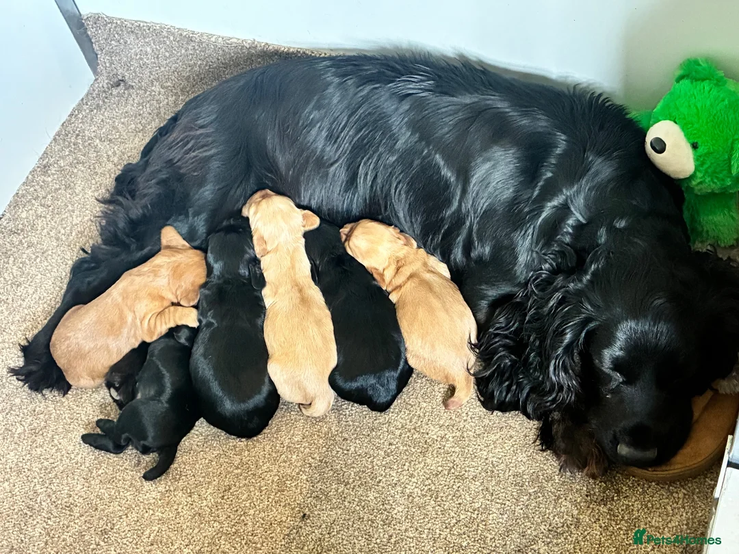 Cocker Spaniel dogs for sale: Gamekeeper bred working Cocker Spaniels - Advert 2