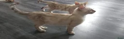Bengal cats for sale: **Last Snow Lynx Bengal Kitten** TICA - Advert 19