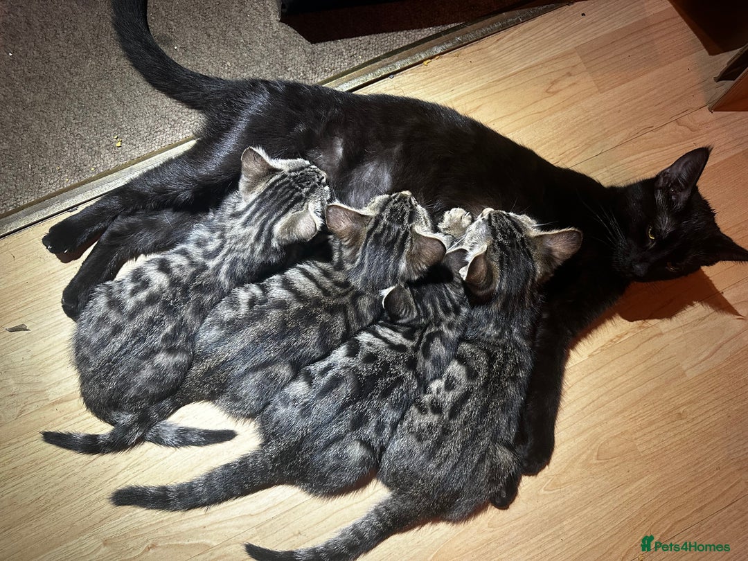 Bengal cats for sale: Bengal cross Bombay kittens - Image 3
